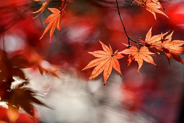 autumn-6820879_640.webp