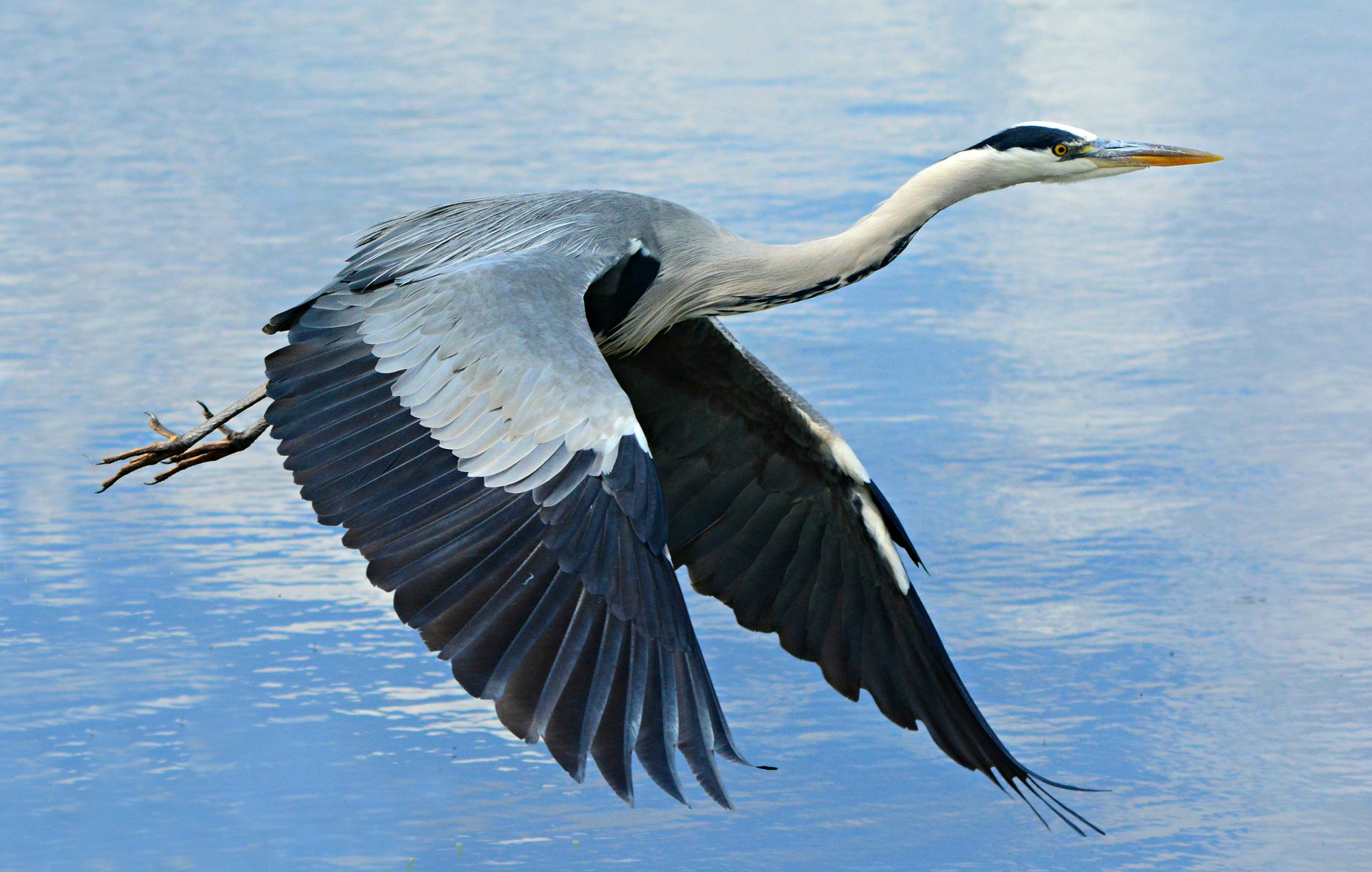 heron-4265494_1920.jpg