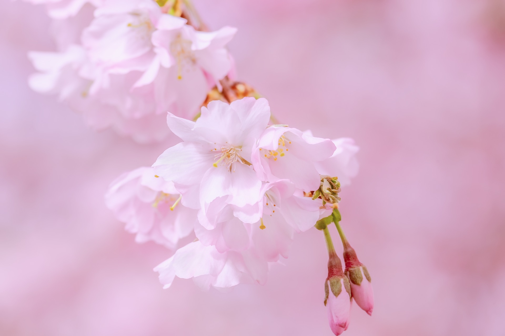 japanese-cherry-trees-4050978_1920.jpg