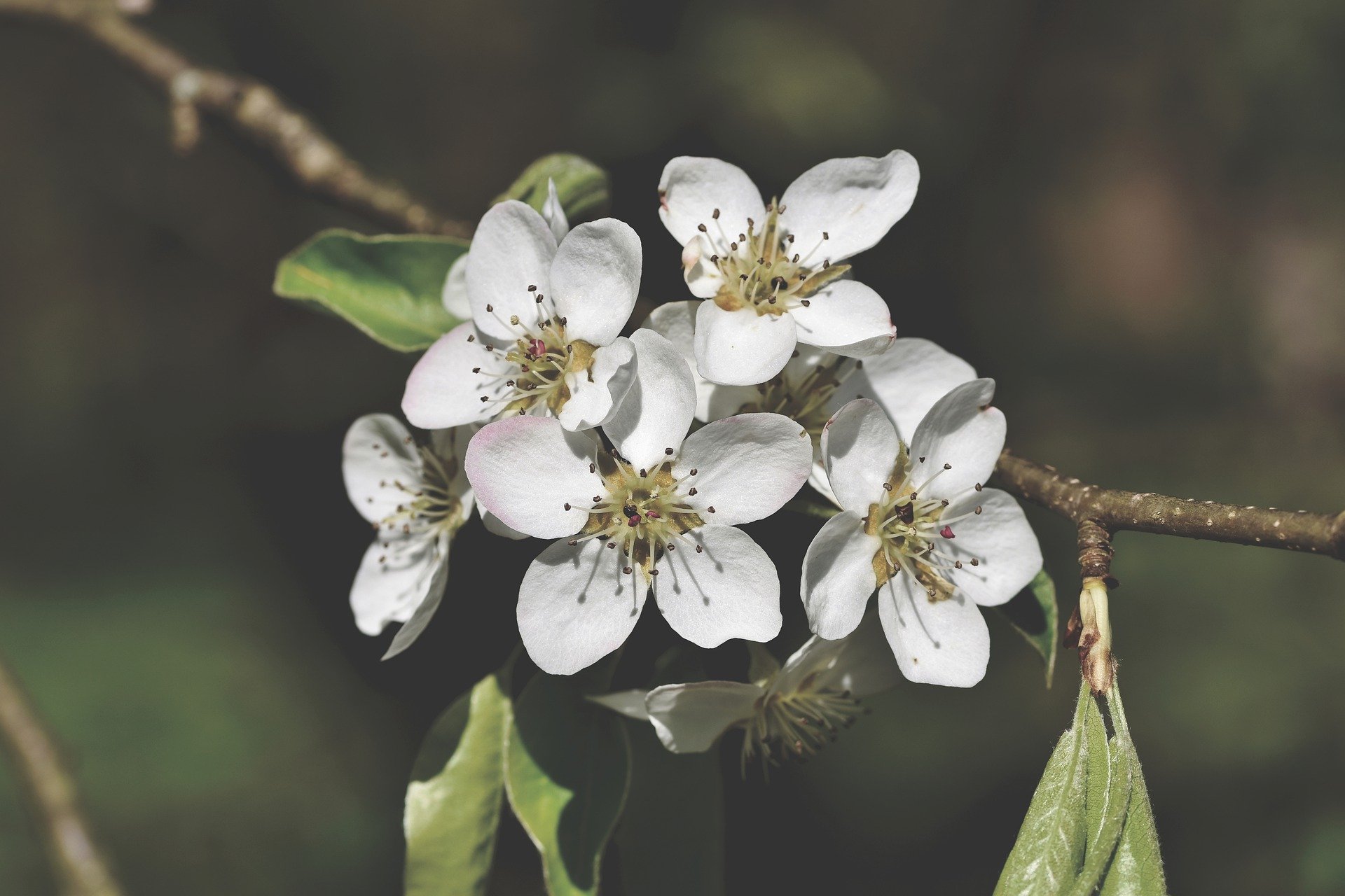 pear-blossom-4853103_1920.jpg