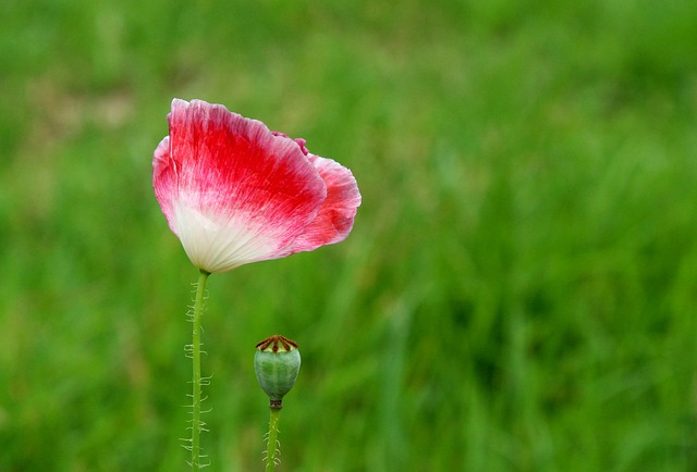 poppy-5462133_640.jpg